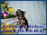 найдёте на dogblog.ru