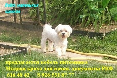 найдёте на dogblog.ru