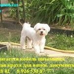 найдёте на dogblog.ru