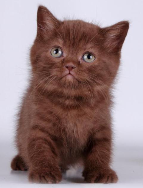 Британские шоколадные котята