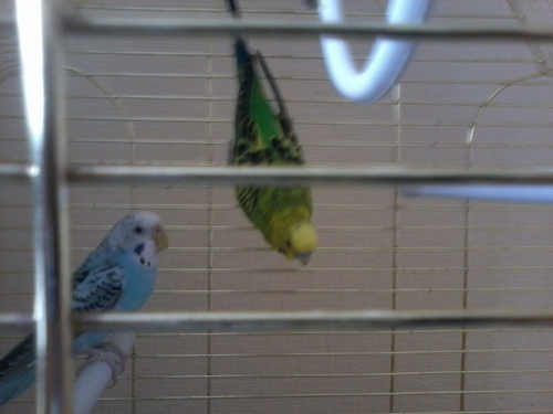 Продам двух волнистых попугаев девочка и мальчик.