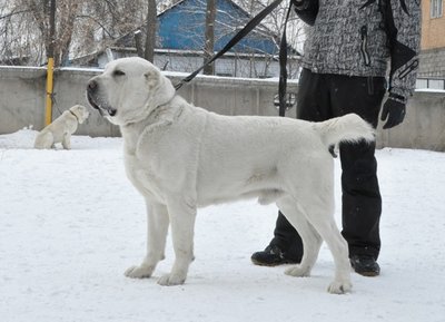 Щенки САО из питомника