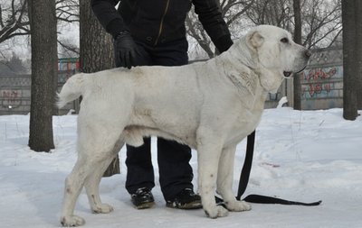 Щенки САО из питомника