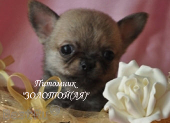 Щенки Чихуахуа