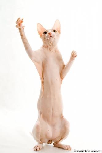 Продам кота Донского сфинкса Чемпион Мира WCF