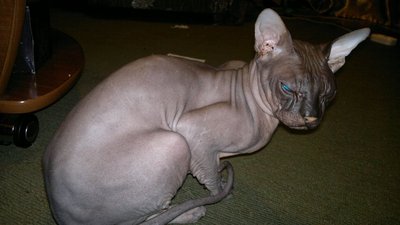 Срочно отдам в хорошие руки котика