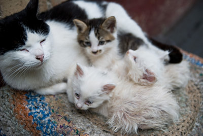 Спасите котят - 2 белых, 1 - белый с серым