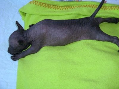 Щенки Мексиканской голой собаки Xoloitzcuintle (средние) от Чемпиона Китая. 