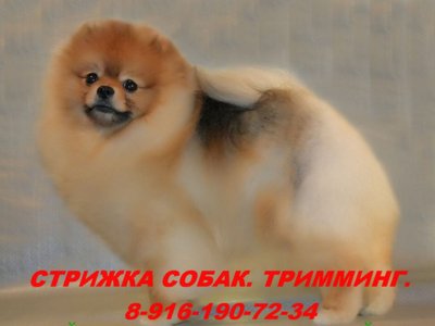 Стрижка и тримминг собак разных пород