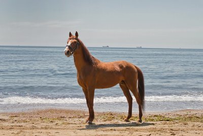 Красивая лошадь для фотосессии 
