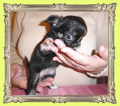 Чихуахуа очень красивые щенки из питомника Бородино