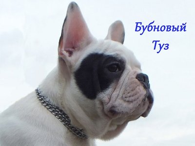 Щенки французского бульдога