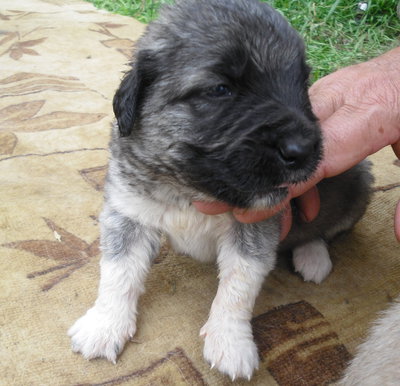 Продам щенка кавказской овчарки во Владивостоке