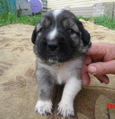 Продам щенка кавказской овчарки во Владивостоке