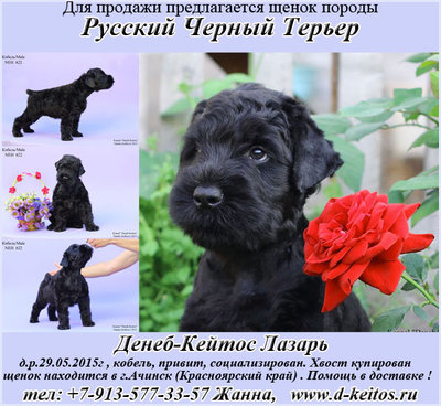 Русский Черный Терьер щенки Денеб-Кейтос