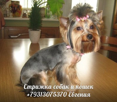 Услуги для животных, стрижка кошек и собак на дому в Санкт-Петербурге