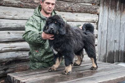 Щенки Тибетского Мастифа от титулованных родителей. Документы РКФ/FCI. Отличная родословная. Доставка по России.