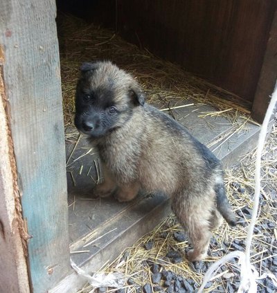 СРОЧНО!!!! ЩЕНКИ В ДОБРЫЕ РУКИ!!!!! Во Владивостоке