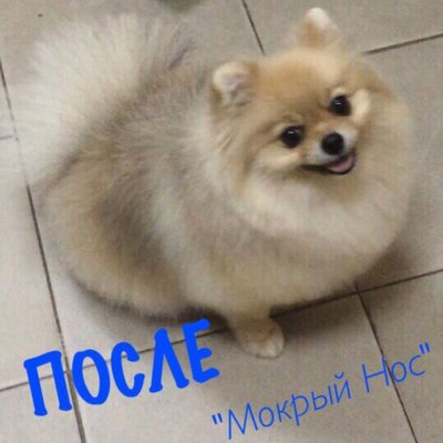Зоосалон Мокрый нос предоставляет полный спектр услуг по уходу за Вашими любимыми питомцами. 