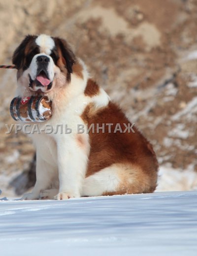 Сенбернар-чемпион для вязки 