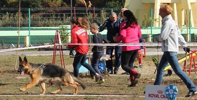 Щенки от титулованных производителей.