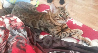 Пропал бенгальский кот
