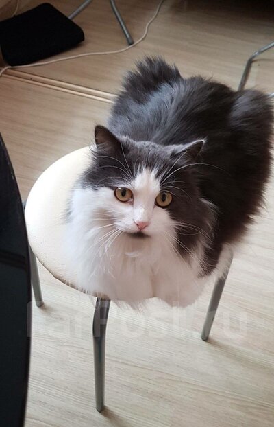 Отдам кота в добрые руки