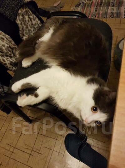 Отдам кота в добрые руки