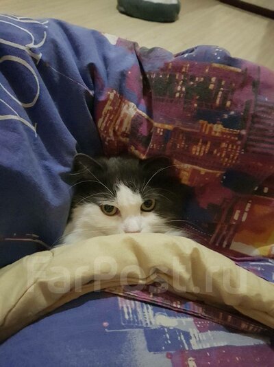 Отдам кота в добрые руки