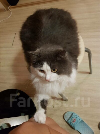 Отдам кота в добрые руки