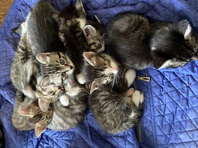 Отдам в добрые руки котят 