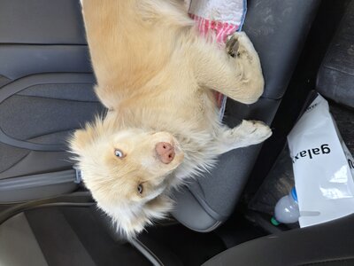 Ищу надёжных и добрых хозяев для мобаки