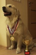 Чудесные элитные щенки золотистого ретривера.