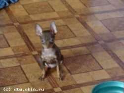 Русский той терьер гл-ш.
