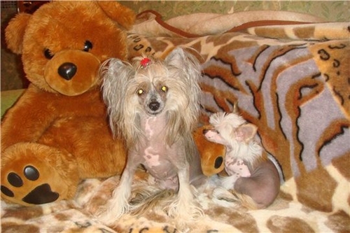Продается щенок китайской хохлатой собаки шоу-класса от красивой пары чемпионов пароды.