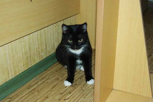 Кошечка ищет хозяев