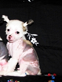 Продается шикарный щенок китайской  голой хохлатой!
