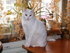Потерялся белый кот на ул. надибаидзе