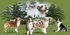 Щенки австралийской овчарки питомник минимакс