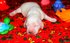 Английский кокер-спаниель,щенки редкого бело-рыжего окраса