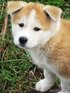Продаем самых красивых щенков Акиту-Ину    