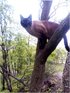 Потерялся кот в районе водохранилища, Синельниково 1 (с.Покровка)