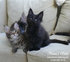Котята мейн-кун черные от титулованных родителей
