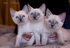 Тайские котята (сиамские старотипные)