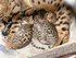Бенгальские котята-маленькие леопарды
