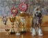 Продаются щенки китайской хохлатой собаки шоу-класса от красивой пары чемпионов пароды.