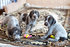 Продаются щенки дратхаара от рабочих родителей