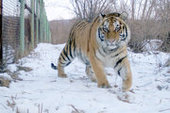 Приморских тигров-сироток выпустят на волю через три месяца