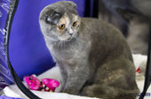 Котёнок мэйн-кун из Владивостока оказался самым дорогим на выставке в Благовещенске