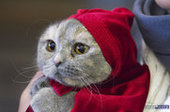 Котёнок мэйн-кун из Владивостока оказался самым дорогим на выставке в Благовещенске